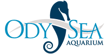 odysea aquarium logo